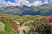 59 Reincontriamo, baciati dal sole, i rododentri rossi